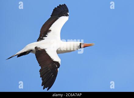 Erwachsene Nazca-Booby (Sula granti) im Flug vor den Galapagos-Inseln, Ecuador. Stockfoto