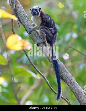 Der Tamarin von Geoffroy (Saguinus geoffroyi), auch bekannt als panamaischer, rotkantiger oder rufous-napter Tamarin, thront auf einem Baum in Panama. Stockfoto