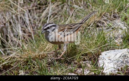 Weibliche Rock-Bunting (Emberiza cia) in Extremadura, Spanien. Auf dem Boden gehen. Stockfoto