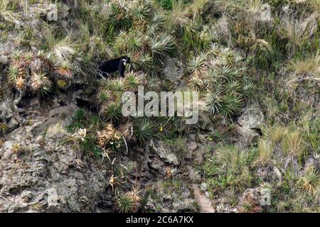 Brillenbär (Tremarctos ornatus), auch als Andenbär oder Andenbär bekannt, im Hochland von Ecudaor. Lokal als Jukumari (Aymara), Stockfoto