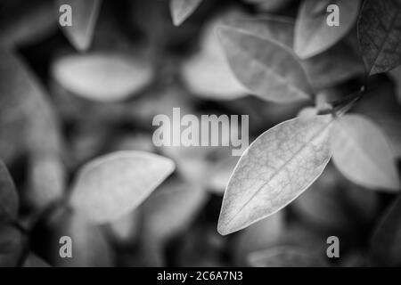 Schwarzer Hintergrund. Hintergrund aus Herbst gefallenen Blättern Nahaufnahme. Schwarzweiß-Foto. Künstlerisches Schwarz und Weiß Stockfoto