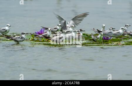 Schwarm von Weißflügelgewässern (Chlidonias leucopterus), die auf tropischen Seerosen in einem Süßwassersee in Uganda ruhen. Stockfoto