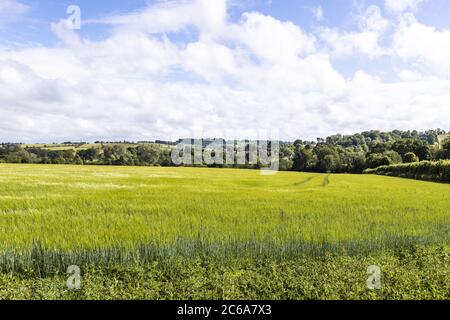 Blick über ein Gerstenfeld zum Cotswold-Dorf Guiting Power, Gloucestershire UK Stockfoto
