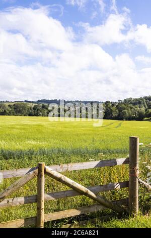 Blick über ein Gerstenfeld zum Cotswold-Dorf Guiting Power, Gloucestershire UK Stockfoto