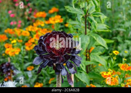 Aeonium arboreum 'Zwartkopf' (Schwarze Rose), Baum Aeonium, eine hohe Sukkulente mit verzweigten Stängeln und schwarzen Rosettenblättern, die im Sommer an einer Grenze wachsen Stockfoto