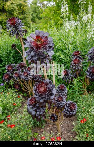 Aeonium arboreum 'Zwartkopf' (Schwarze Rose), Baum Aeonium, eine hohe Sukkulente mit verzweigten Stängeln und schwarzen Rosettenblättern, die im Sommer an einer Grenze wachsen Stockfoto