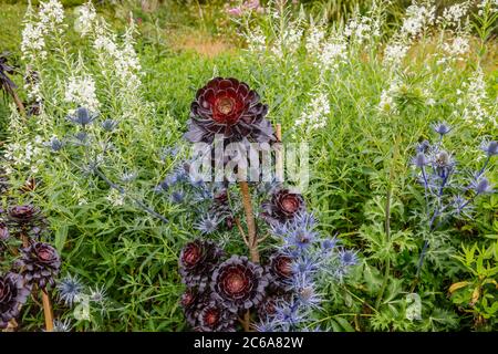 Aeonium arboreum 'Zwartkopf' (Schwarze Rose), Baum Aeonium, eine hohe Sukkulente mit verzweigten Stängeln und schwarzen Rosettenblättern, die im Sommer an einer Grenze wachsen Stockfoto