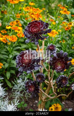 Aeonium arboreum 'Zwartkopf' (Schwarze Rose), Baum Aeonium, eine hohe Sukkulente mit verzweigten Stängeln und schwarzen Rosettenblättern, die im Sommer an einer Grenze wachsen Stockfoto