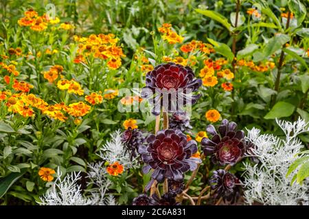 Aeonium arboreum 'Zwartkopf' (Schwarze Rose), Baum Aeonium, eine hohe Sukkulente mit verzweigten Stängeln und schwarzen Rosettenblättern, die im Sommer an einer Grenze wachsen Stockfoto