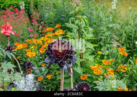 Aeonium arboreum 'Zwartkopf' (Schwarze Rose), Baum Aeonium, eine hohe Sukkulente mit verzweigten Stängeln und schwarzen Rosettenblättern, die im Sommer an einer Grenze wachsen Stockfoto