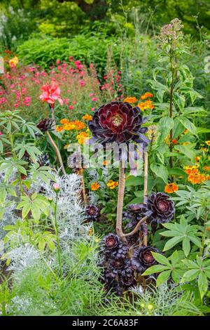 Aeonium arboreum 'Zwartkopf' (Schwarze Rose), Baum Aeonium, eine hohe Sukkulente mit verzweigten Stängeln und schwarzen Rosettenblättern, die im Sommer an einer Grenze wachsen Stockfoto