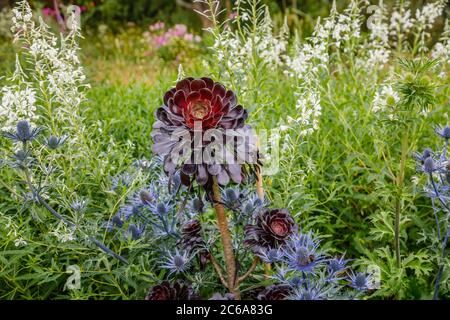 Aeonium arboreum 'Zwartkopf' (Schwarze Rose), Baum Aeonium, eine hohe Sukkulente mit verzweigten Stängeln und schwarzen Rosettenblättern, die im Sommer an einer Grenze wachsen Stockfoto