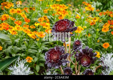 Aeonium arboreum 'Zwartkopf' (Schwarze Rose), Baum Aeonium, eine hohe Sukkulente mit verzweigten Stängeln und schwarzen Rosettenblättern, die im Sommer an einer Grenze wachsen Stockfoto