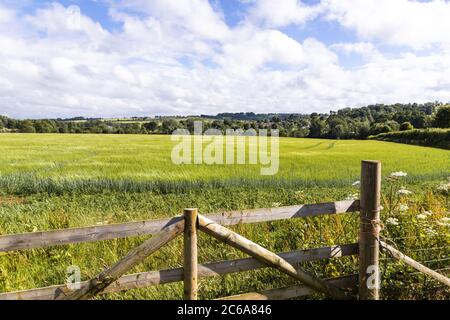 Blick über ein Gerstenfeld zum Cotswold-Dorf Guiting Power, Gloucestershire UK Stockfoto