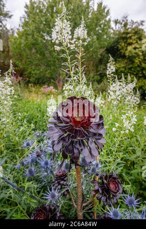 Aeonium arboreum 'Zwartkopf' (Schwarze Rose), Baum Aeonium, eine hohe Sukkulente mit verzweigten Stängeln und schwarzen Rosettenblättern, die im Sommer an einer Grenze wachsen Stockfoto