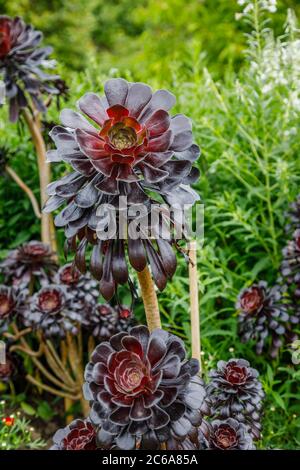 Aeonium arboreum 'Zwartkopf' (Schwarze Rose), Baum Aeonium, eine hohe Sukkulente mit verzweigten Stängeln und schwarzen Rosettenblättern, die im Sommer an einer Grenze wachsen Stockfoto