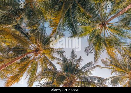 Kokospalmen gegen blauen Himmel und schöne Strandmuster. Tropische Natur Hintergrund. Friedliche entspannende exotische Natur, Bäume, Blätter, Laub Stockfoto