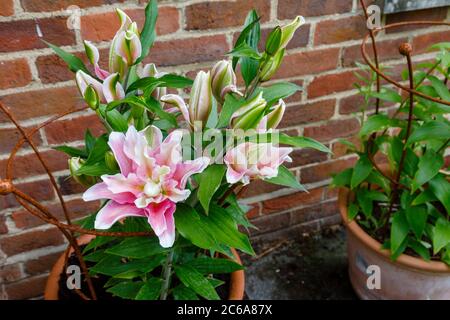 Doppelt blühende rosa und weiße pollenfreie Orientalilie, Roselly Natalia, blüht im Sommer in einem Garten in Surrey, Südostengland Stockfoto