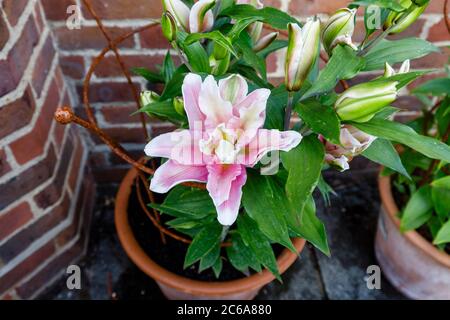 Doppelt blühende rosa und weiße pollenfreie Orientalilie, Roselly Natalia, blüht im Sommer in einem Garten in Surrey, Südostengland Stockfoto