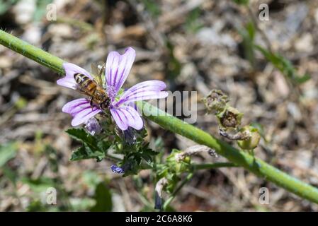 Biene auf Mauve Blume in der Sonne im Sommer Stockfoto