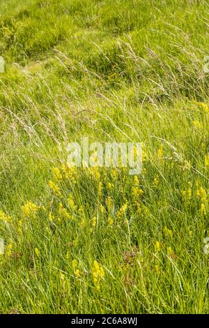 Lady's Bettstroh (Galium verum) blüht in langen Gras auf einem Hügel mit Blick auf das Tal des Flusses Windrush in der Nähe des Cotswold Dorf Naunton Stockfoto