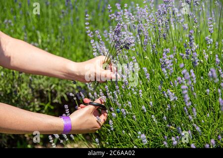 Frau pflückt Lavendel Stockfoto
