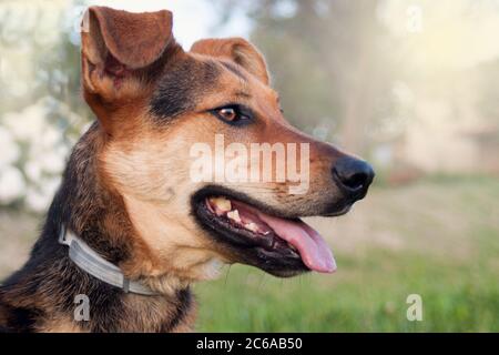 Nahaufnahme eines Hundes Gesicht mit einer schwarzen schönen Nase. Glänzende goldene Augen. Blick weit. Outdoor.Animal Kopf Nahaufnahme. Stockfoto