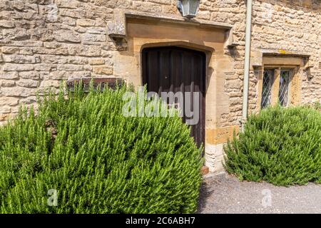 Zwei große Rosmarinsträucher wachsen vor der Haustür von Rosemary Cottage im Cotswold Dorf Lower Swwell, Gloucestershire UK Stockfoto