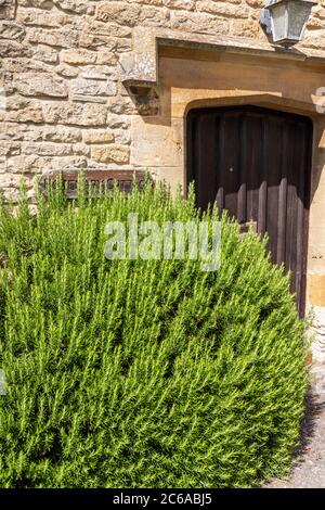 Eines von zwei großen Rosmarinbüschen, die vor der Haustür von Rosemary Cottage im Cotswold Dorf Lower Swwell, Gloucestershire UK wachsen Stockfoto