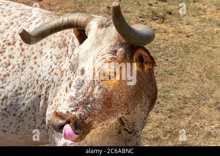 Nahaufnahme einer Texas Longhorn Rind Catlle Kuh mit Hörnern und Zunge aus Stockfoto