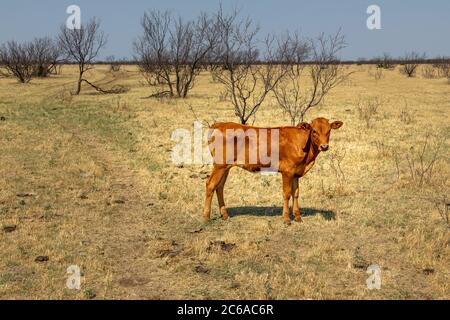 Texas Longhorn Rind Rind Kalb stehend auf einer Weide Stockfoto