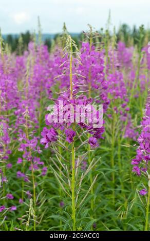 Epilobium ist eine große, manchmal größer als menschliche Größe, krautige Pflanze. Kraut rosa Epilobium Blüten Stockfoto