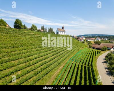 Luftaufnahme der Weinberge mit der weißen Bergkirche St. Nikolaus auf dem Gipfel in Rheinau, Schweiz Stockfoto