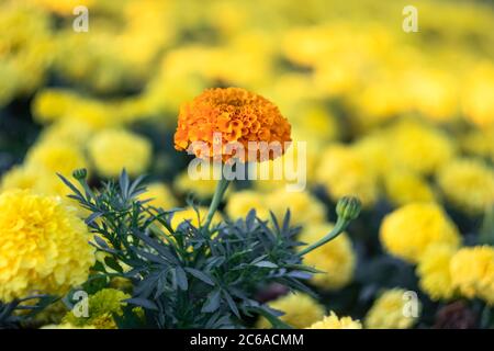 Ringelblumen Hintergrund, florale Textur, mexikanische Ringelblume. Feld von leuchtend gelben Blüten. Tagesetes erecta. Selektiver Fokus Stockfoto