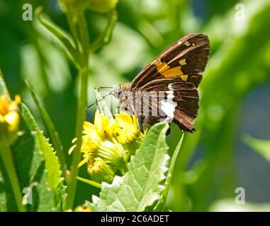 Ein silberner gefleckter Skipper, Epargyreus clarus, der Nektar aus einem pazifischen Ninebark-Strauch, Physocarpus capitatus, am Metolius River in Zentral-Oreg, nimmt Stockfoto