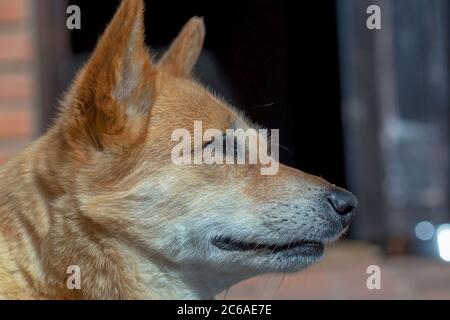 Nahaufnahme eines Megreels Stockfoto