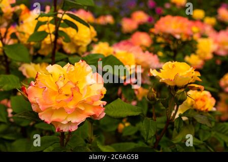 Eine schöne Rosenblüte, eine orange gelbe Rosenblüte Stockfoto