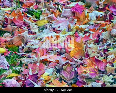 Getrocknete Blätter, die von den Pflanzen während der Herbst-/Herbstsaison vergossen werden. Ahorn und Kirschblätter sind im Bild zu sehen. Stockfoto