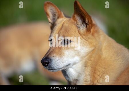 Nahaufnahme eines Megreels Stockfoto