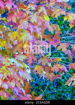 Ahornblätter ändern Farbe/Farbe als Sommer ändert sich zu Herbst/Herbst in den USA. Stockfoto