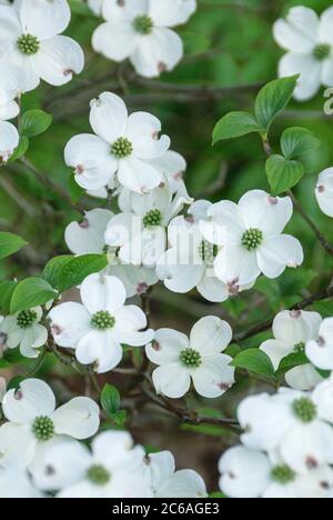 Amerikanischer Bluetens-Hartriegel Cornus florida Stockfoto