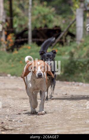 Zwei Mongrell Hunde auf einer Landstraße in der Nähe der Stadt La Palma, im Süden des Departements Santander, Kolumbien Stockfoto