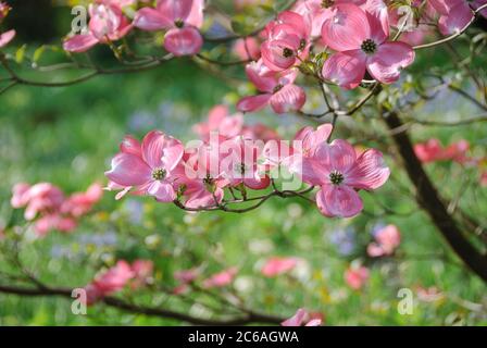 Amerikanischer Bluetens-Hartriegel Cornus florida f. rubra Stockfoto