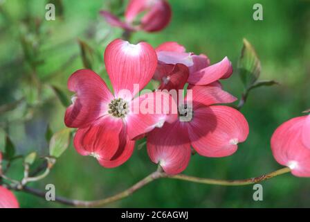 Amerikanischer Bluetens-Hartriegel Cornus florida f. rubra Stockfoto