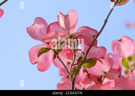 Amerikanischer Bluetens-Hartriegel Cornus florida f. rubra Stockfoto