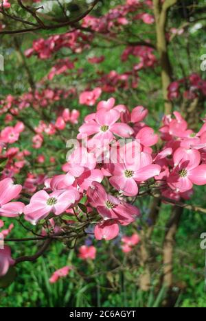 Amerikanischer Bluetens-Hartriegel Cornus florida f. rubra Stockfoto