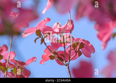 Amerikanischer Bluetens-Hartriegel Cornus florida f. rubra Stockfoto