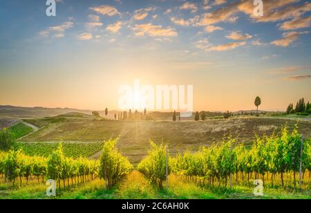 Certaldo Landschaft, Weinberge und Bäume bei Sonnenuntergang. Florenz, Toskana, Italien. Stockfoto