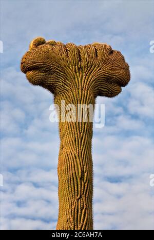 Crested (Cristate) saguaro im Asarco Mineral Center in der Nähe von Tucson, Arizona, USA Stockfoto