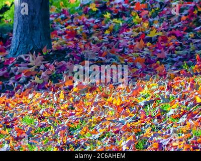 Getrocknete Ahornblätter, die während der Herbst-/Herbstsaison auf dem Boden liegen, von den Pflanzen vergossen werden. Stockfoto